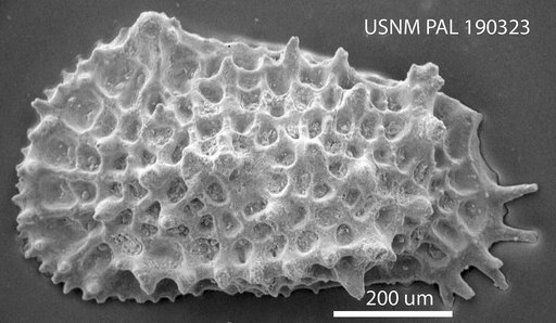Oertliella aculeata horridula (Bosquet, 1854)
