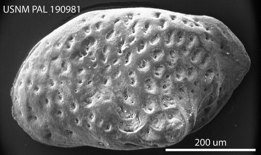 Cytheropteron talquinensis (Puri)