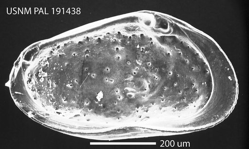 Proteoconcha jamesensis Hazel in Ray, 1983