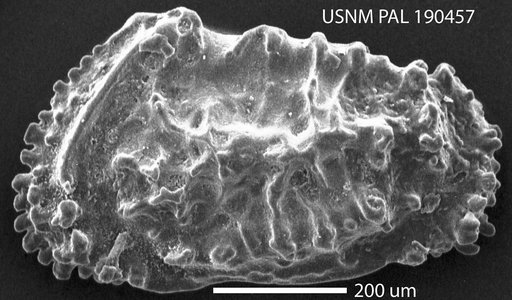 Actinocythereis mundorffi (Swain, 1952)