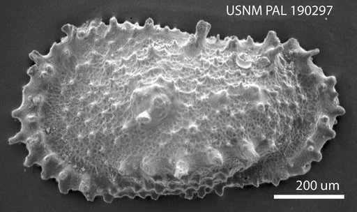 Atlanticythere ? prethalassia Benson in Supko & Perch-Nielsen Et Al, 1977