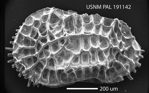 Oblitacythereis (Paleoblitacythereis) ruggierii (Russo)
