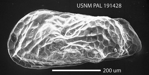 Paracytheridea cronini Hazel in Ray