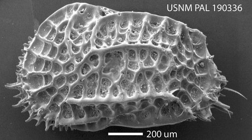 Oblitacythereis (Paleoblitacythereis) luandaensis Benson
