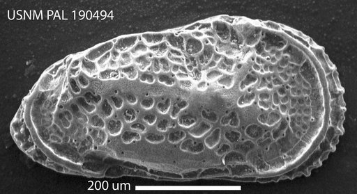 Neocaudites variabilus Hazel in Ray