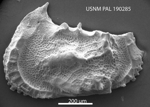 Paleoabyssocythere cenozoica Benson in Supko & Perch-Nielsen Et Al