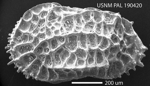 Oblitacythereis (Paleoblitacythereis) ruggierii (Russo)