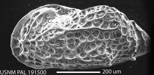 Paracytheridea altila Edwards, 1944