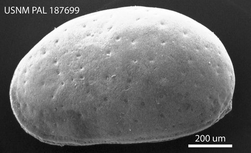 Cyprideis pannonica s.l. (Mehes)