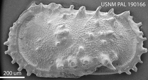 Atlanticythere maestrichtia Benson in Supko & Perch-Nielsen Et Al, 1977