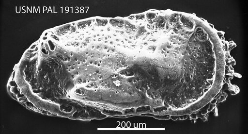 Neocaudites variabilus Hazel in Ray