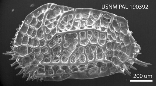 Oblitacythereis (Paleoblitacythereis) luandaensis Benson