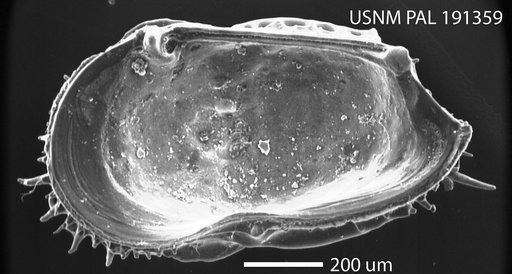 Oblitacythereis (Paleoblitacythereis) luandaensis Benson