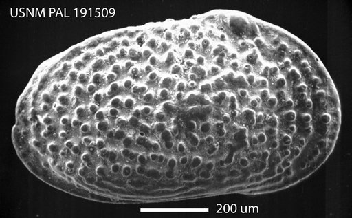 Echinocythereis leecreekensis Hazel in Ray