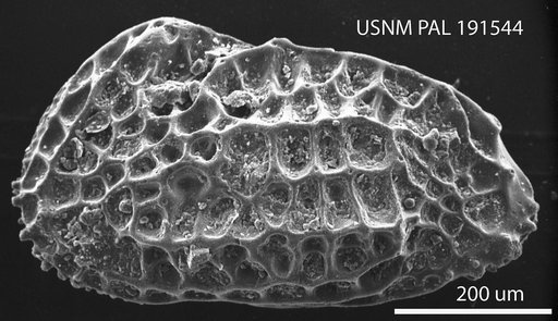 Paleocosta libyaensis Benson