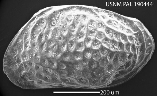 Loxoreticulatum fallax (Muller, 1908)