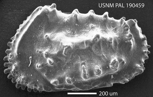 Actinocythereis marylandica (Howe & Hough)