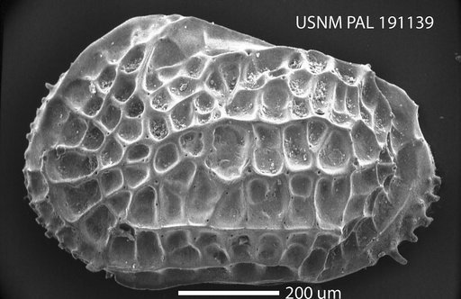 Oblitacythereis (Paleoblitacythereis) sp ? Benson