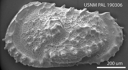 Atlanticythere murareticulata Benson in Supko & Perch-Nielsen Et Al, 1977