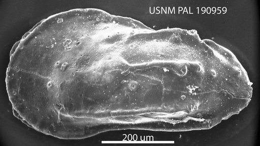 Phacorhabdotus texanus Howe & Laurencich