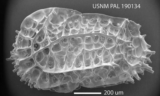 Oblitacythereis (Oblitacythereis) mediterranea Benson, 1977