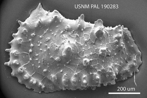 Acanthocythereis ? presequenta Benson in Supko & Perch-Nielsen Et Al, 1977