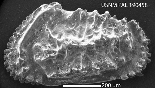 Actinocythereis dawsoni (Brady)