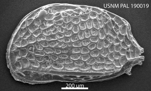 Procythereis iganderssoni (Skogsberg)