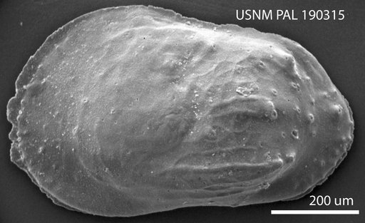 Phacorhabdotus subtridentus Benson in Supko & Perch-Nielsen Et Al, 1977
