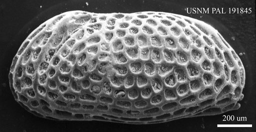 Leguminocythereis cancellosa Haskins, 1970