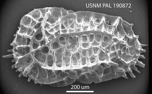 Oblitacythereis (Oblitacythereis) mediterranea Benson, 1977