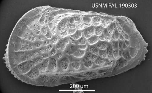 Poseidonamicus sp