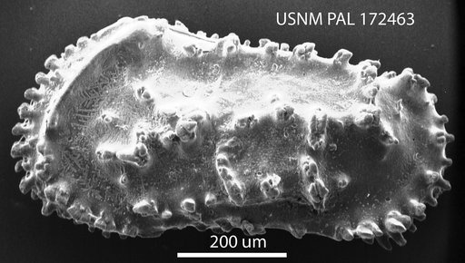 Actinocythereis captionis Hazel