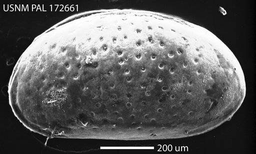 Peratocytheridea sandbergi Hazel in Ray