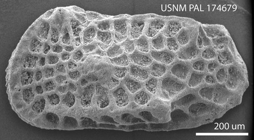 Limburgina quadrazea (Hornibrook)