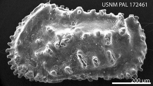 Actinocythereis captionis Hazel in Ray