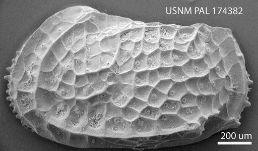 Bradleya dictyon (Brady, 1880)