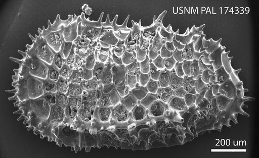 Agrenocythere spinosa Benson, 1972