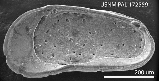 Cytheromorpha incisa Hazel in Ray