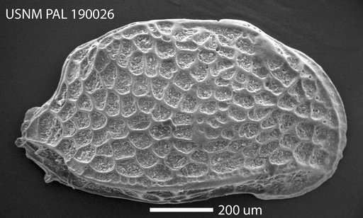 Procythereis iganderssoni (Skogsberg)