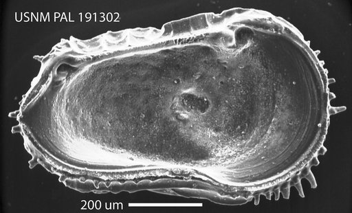 Oblitacythereis (Paleoblitacythereis) ruggierii (Russo)