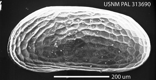 Microcytherura minuta Hazel in Ray