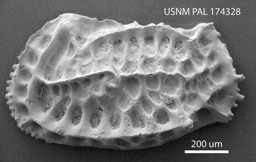 Bradleya (Quasibradleya) dictyonites Benson