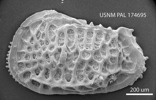 Poseidonamicus major ? Benson, 1972