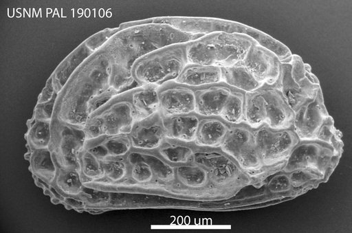 Radimella ? aurita (Skogsberg, 1928)