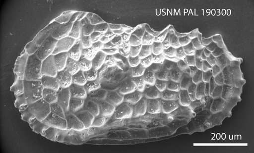 Atlanticythere ? neogenica Benson in Supko & Perch-Nielsen Et Al