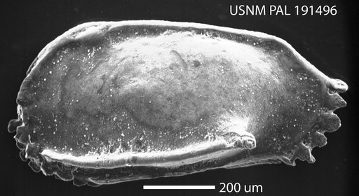 Pterygocythereis alophia Hazel in Ray