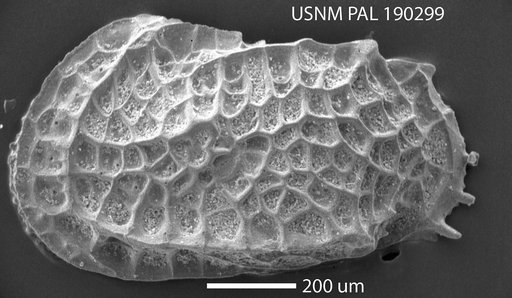 Bradleya dictyon (Brady, 1880)