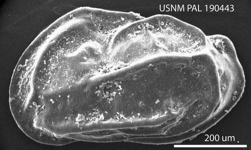 Sulcostocythere knysnaensis Benson & Maddocks, 1964