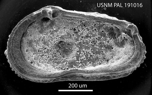 Hermanites ascitus Hazel in Ray